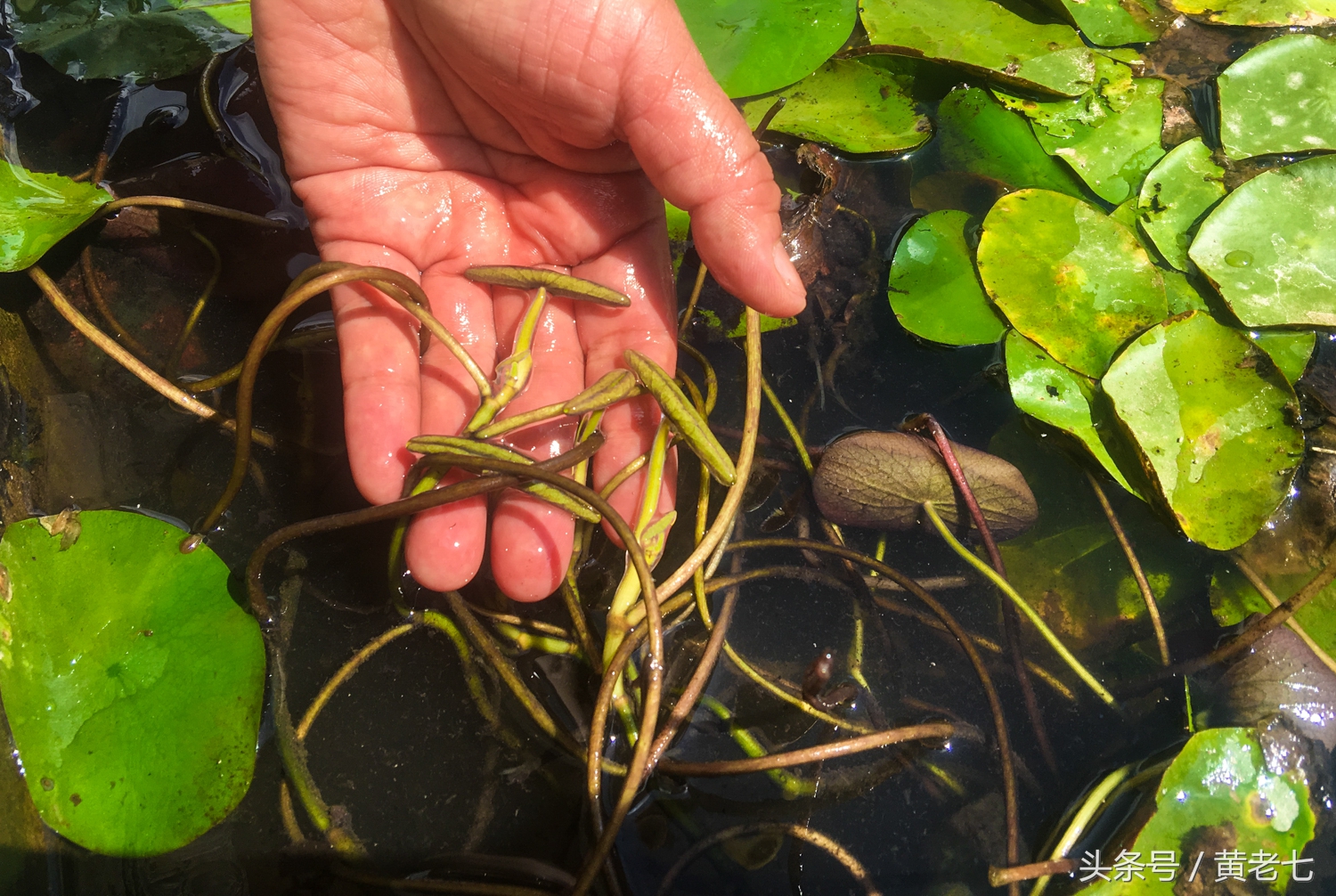 去重庆避暑？没有骗你！而且石柱土家族自治县是首选的避暑圣地