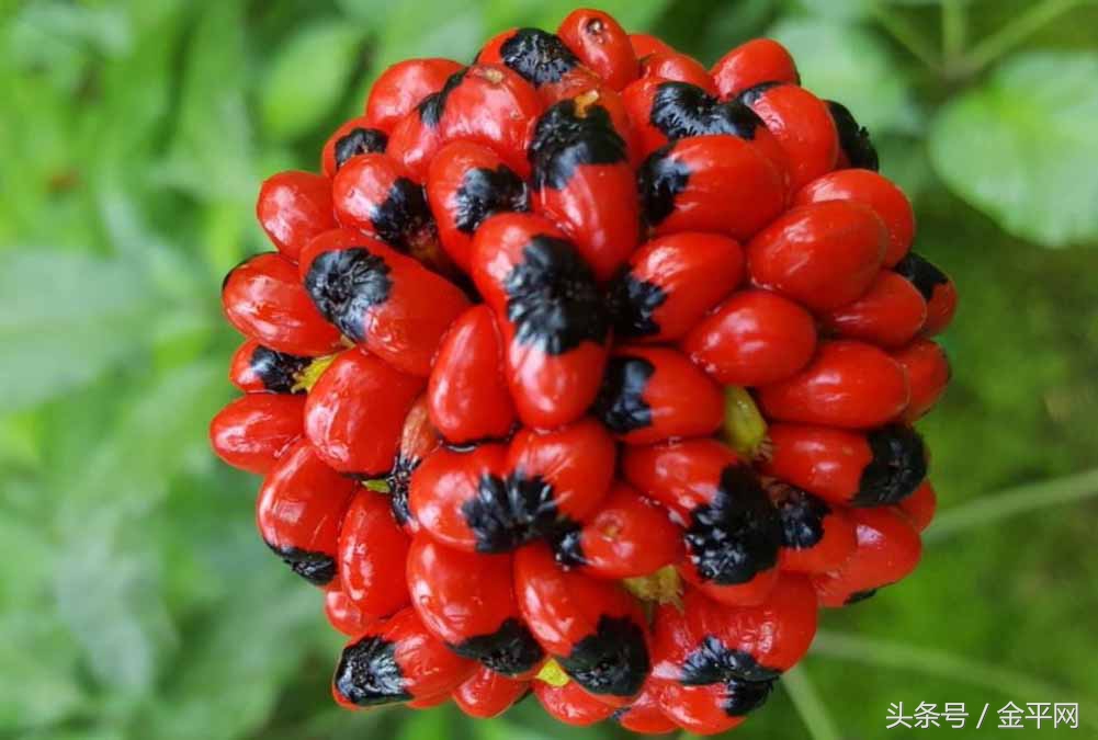 西洋参多少钱一斤(云南金平)