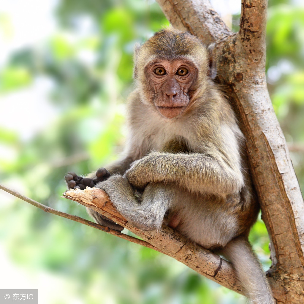 2021年9月生肖猴婚姻感情发展,天喜吉星入命喜事多多_达一风水网