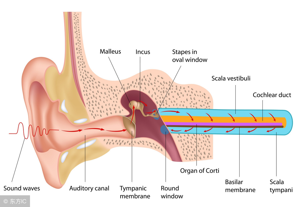 耳鸣是什么原因造成的？3个小妙招，或能让你告别耳鸣