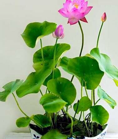 碗莲 ll 水生花卉,花大色艳;凌波翠盖,清香远溢