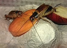 蟋蟀吃什么？一般都是以嫩芽嫩叶及根为食-第1张图片