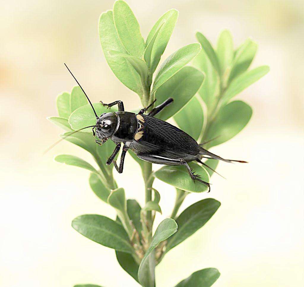 蟋蟀的食料与食性