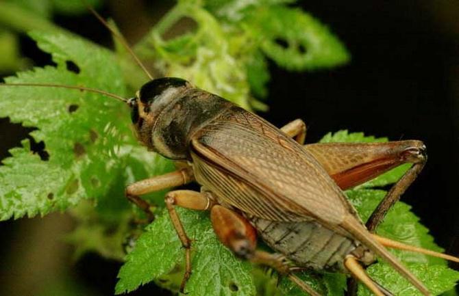 蟋蟀的食料与食性