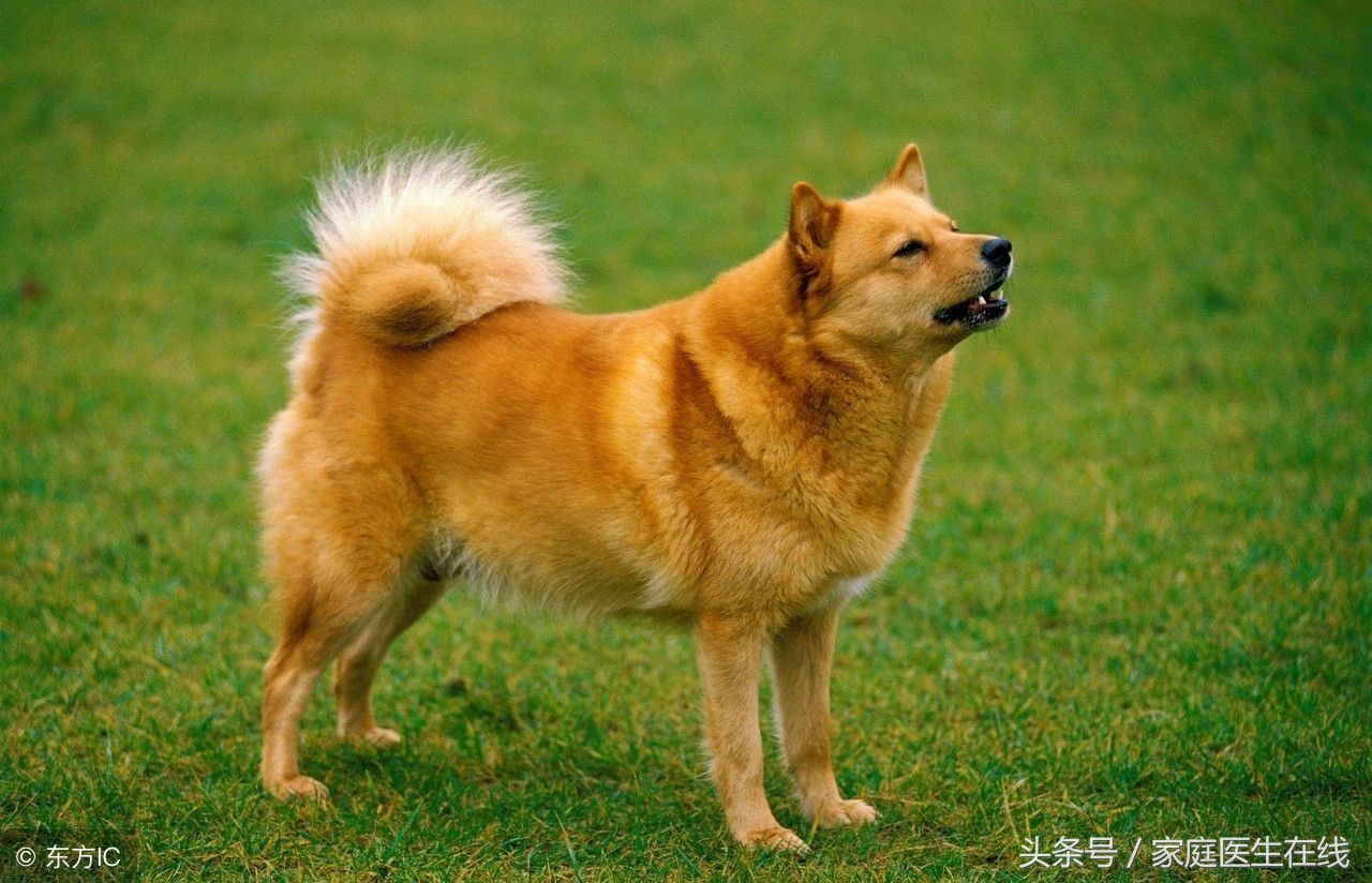 打狂犬疫苗注意事项,打狂犬疫苗注意事项有哪些
