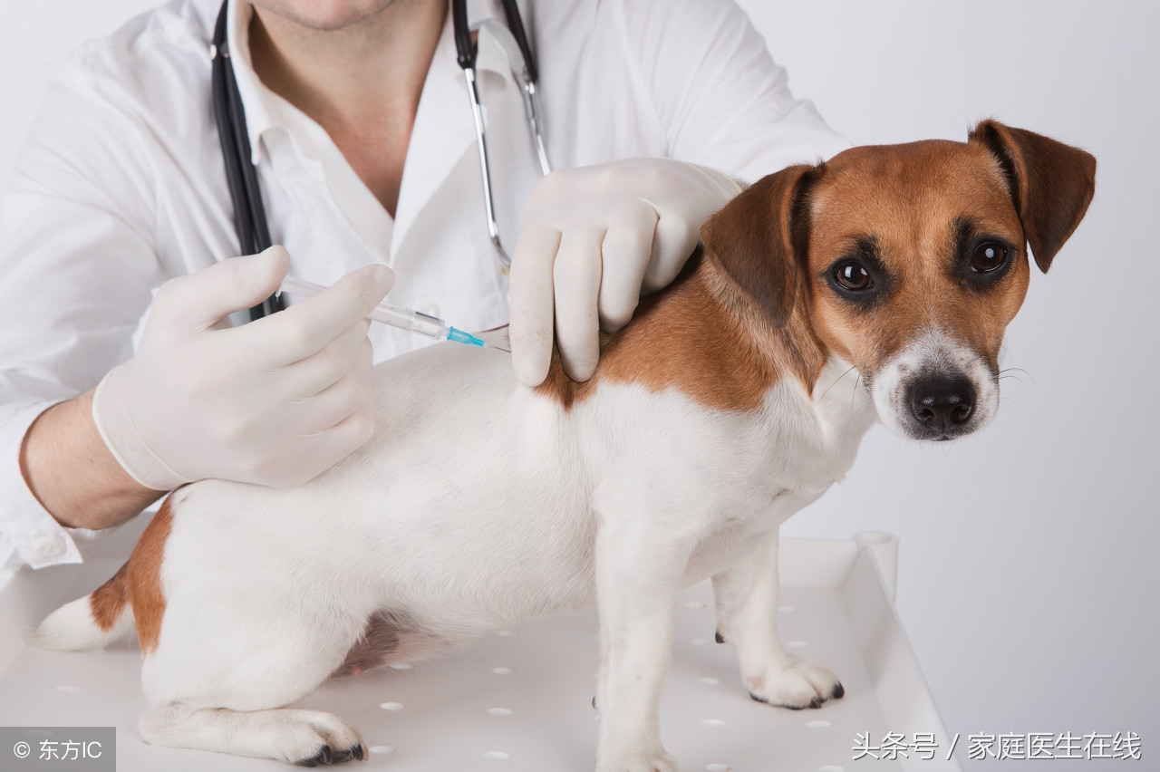 打狂犬疫苗注意事项,打狂犬疫苗注意事项有哪些