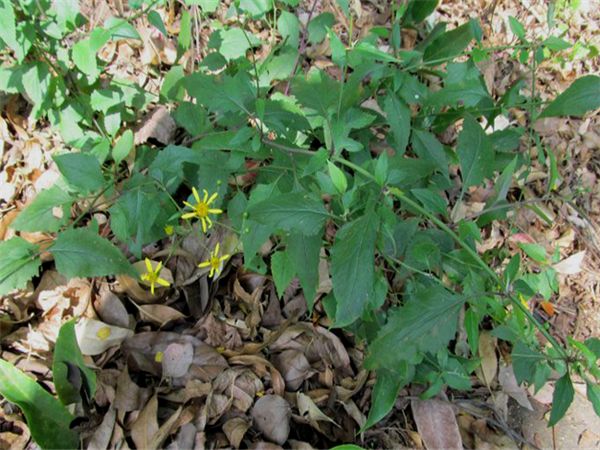 有一种草叫《千里光》你们认识吗?大家知道它有什么用吗?