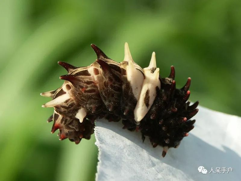 的大眼睛,竟然在cos二郎神:大蓝闪蝶毛毛虫好似一支色彩大"毛刷":乌桕