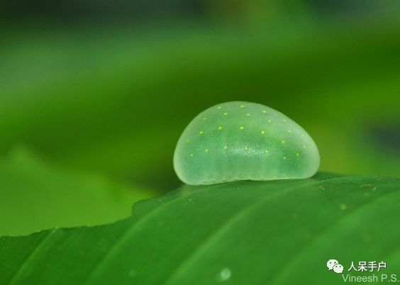 啊啊啊啊啊啊啊啊啊啊，集结丑丑，萌萌，丑萌丑萌的毛毛虫