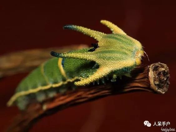 黑带二尾舟蛾毛毛虫是著名的傲娇小网红,高高翘起的"小尾巴",好似小