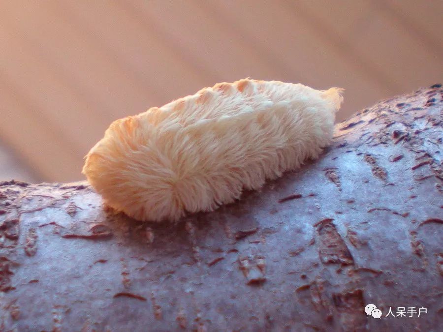 蟹黄水晶毛虫,好似一款美味的水晶虾饺,也像q弹爽口的果冻布丁:玻璃丝