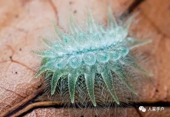 描写毛毛虫外貌的优美句子