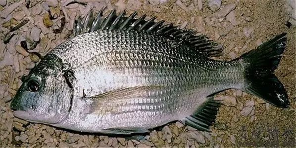 鲷鱼,一种最受人们欢迎的深海鱼