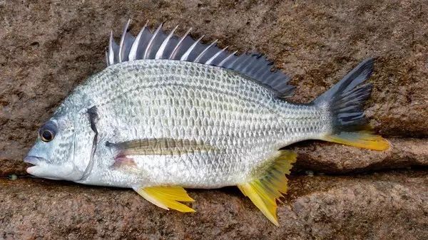 鲷鱼,一种最受人们欢迎的深海鱼