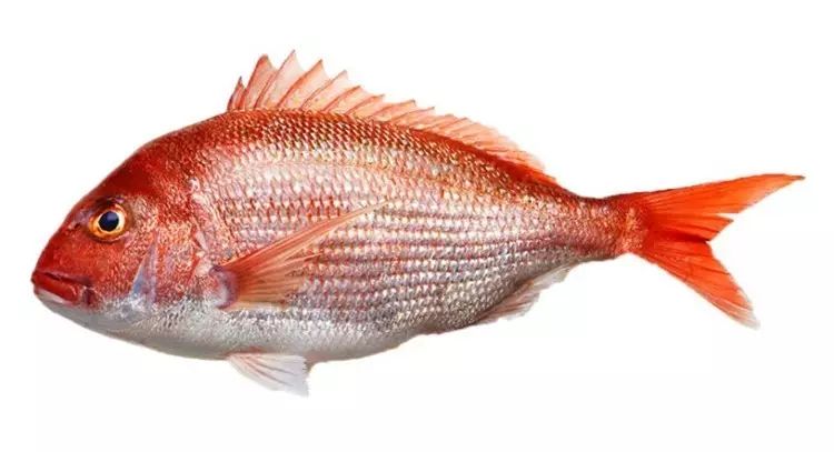 鲷鱼,一种最受人们欢迎的深海鱼