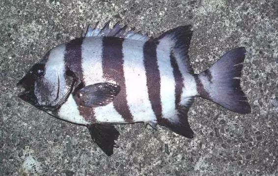 鲷鱼,一种最受人们欢迎的深海鱼