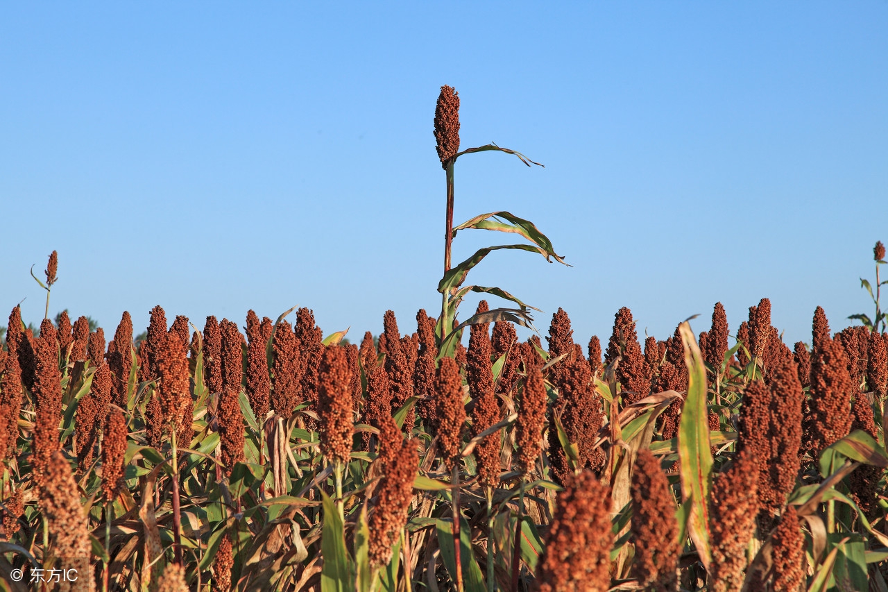 “四体不勤，五谷不分”的五谷是哪几种农作物，知道的不多吧？