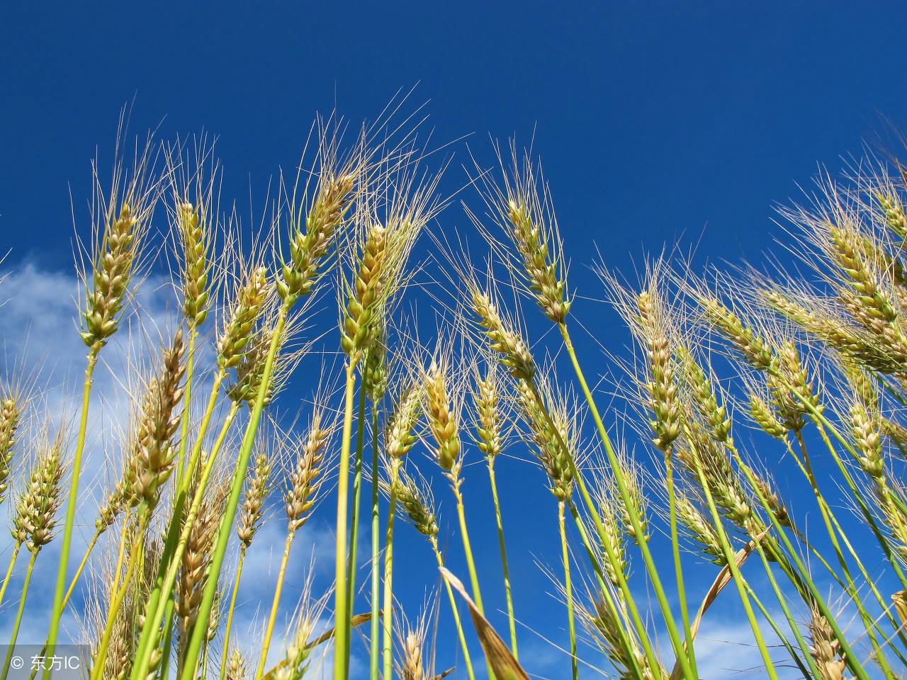 8月16日小麦多少钱一斤？面粉需求量增大，小麦行情价格或将上涨
