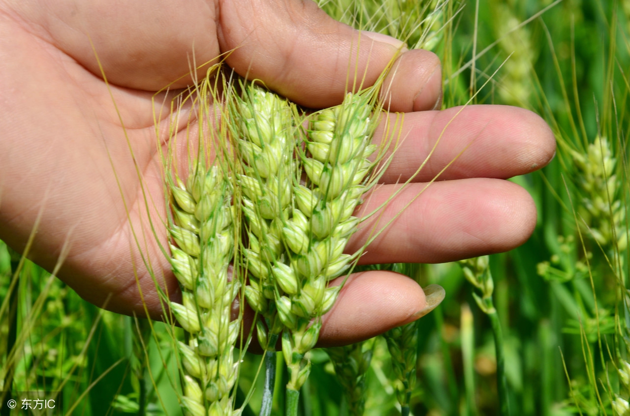 8月16日小麦多少钱一斤？面粉需求量增大，小麦行情价格或将上涨