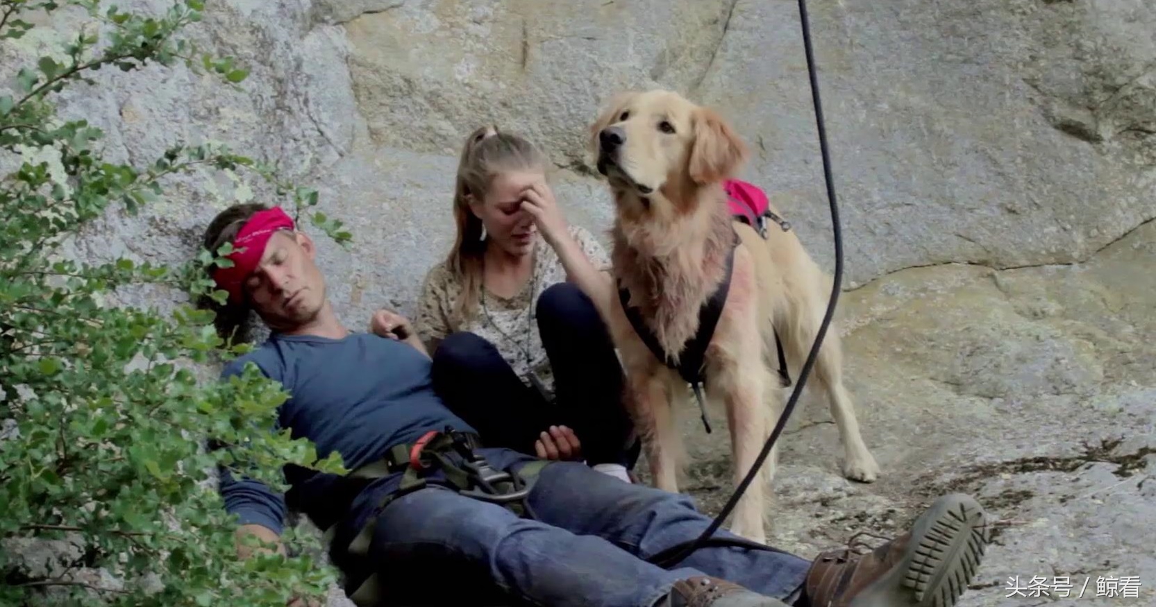 「鲸看电影推荐」《军犬》:陪伴是最好的沟通方式