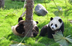 「原创」七言·卧龙国宝大熊猫