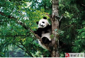 「原创」七言·卧龙国宝大熊猫