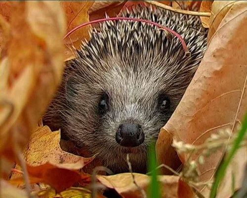 燃烧我的卡路里,冬眠的刺猬