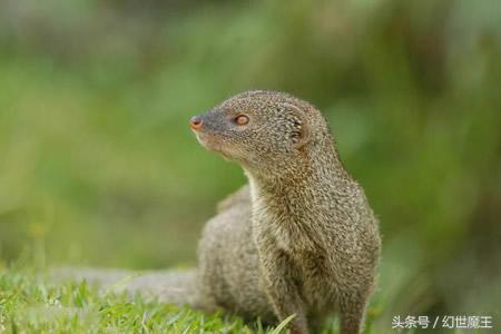 蛇的第一大克星叫什么（蛇类天敌大排名介绍）