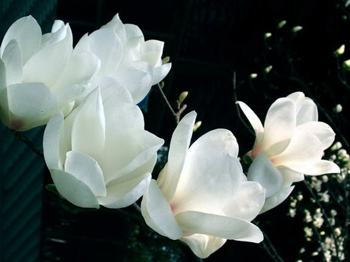 佛教"莲花"来帮忙,不仅圣洁还平安!