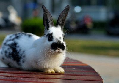 外国兔子品种图片