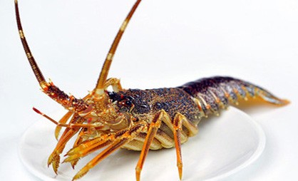 南非龙虾产于开普敦好望角一带,体表呈棕色或橙色,个头虽不是很大,但