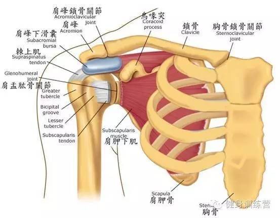 你究竟是在做俯卧撑，还是自残？！