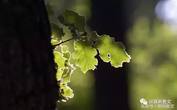 那一直守护我们的三棵老杨树