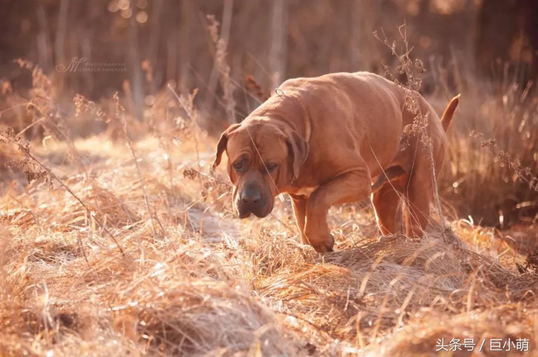 日本最強鬥犬土佐 它根本不想戰鬥 天天看點