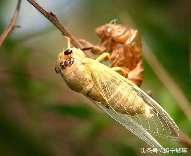 洛阳洛宁闫小会——蝉鸣声声