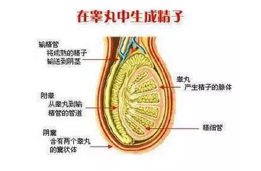 幼儿患隐睾症危害极大！腹腔镜下治疗比开放术式更具优势？