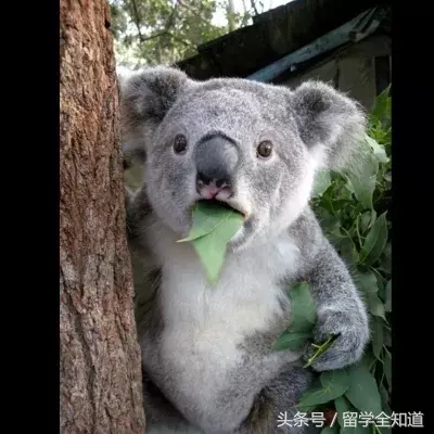 Nini勇闯美高记｜室友”滚床单“，迷你社会让我提前告别清纯