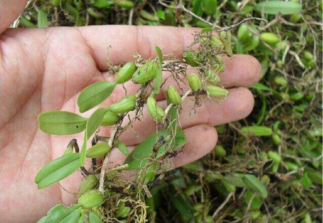 野生石橄榄的作用与用途（味道鲜美还能治病的石橄榄）