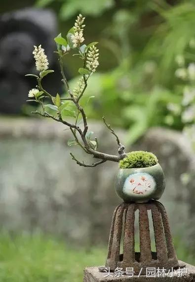 指尖上的景观“微型盆景”