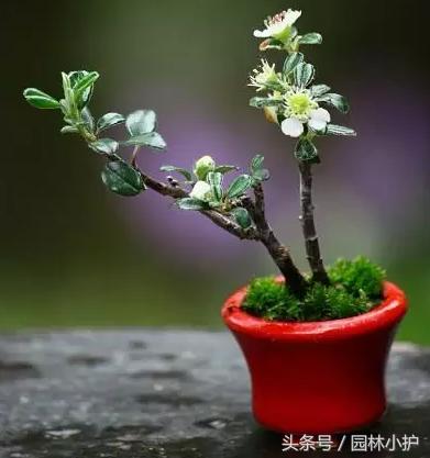指尖上的景观“微型盆景”