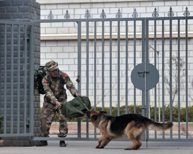 如何领养退役军犬(病退,淘汰的军犬去了哪里?