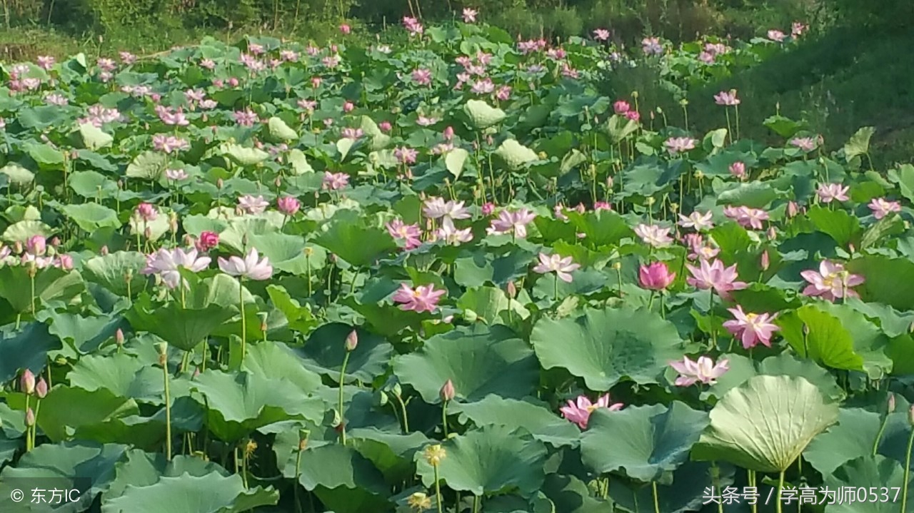 我们的学校作文300字（好文鉴赏）