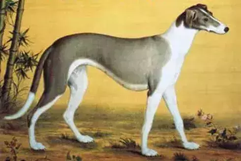 每日一宠 细犬