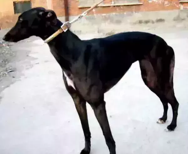 每日一宠 细犬