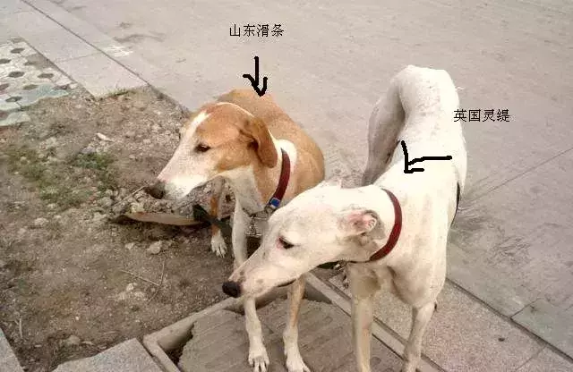 每日一宠 细犬