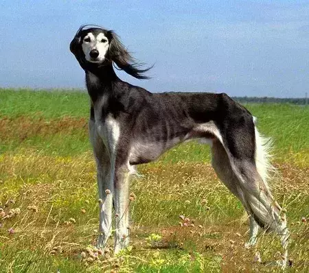 每日一宠 细犬