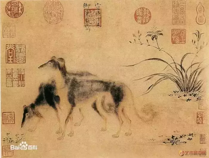 每日一宠 细犬