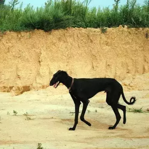 每日一宠 细犬