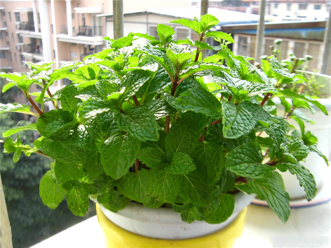 5种“香香花”摆在卫生间，臭味通通跑光，跟喷了香水儿似得