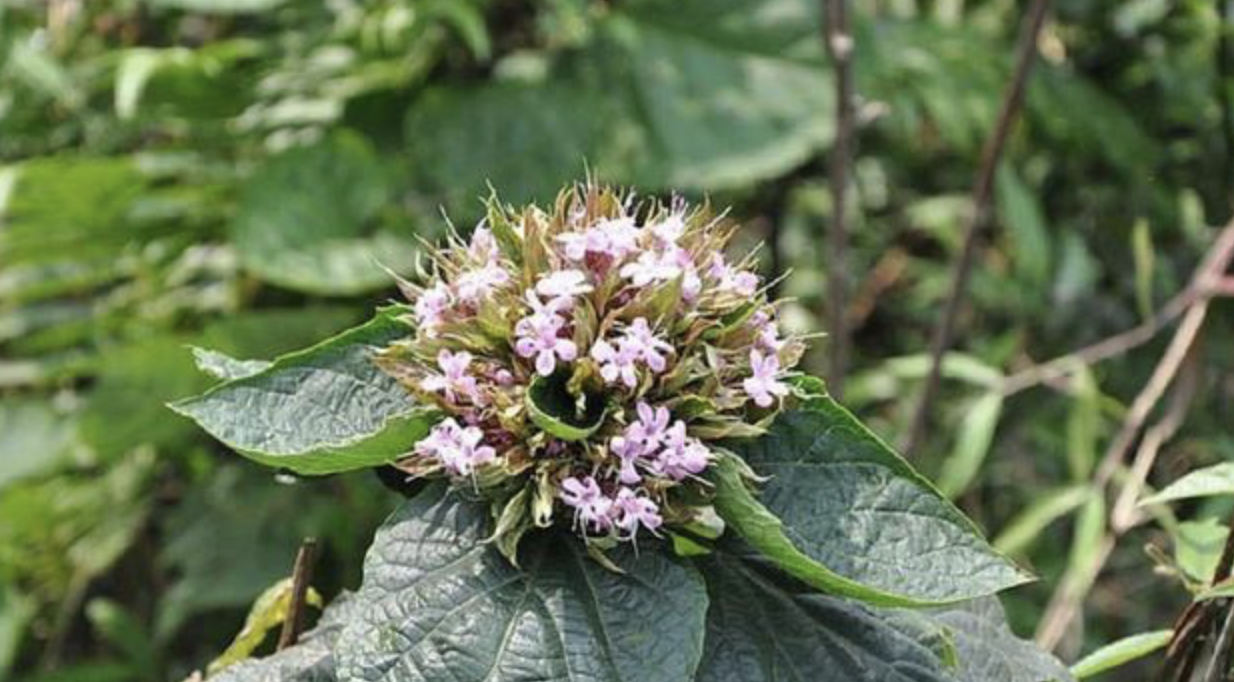 臭牡丹的功效与作用-我的快乐小窝